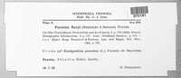 Puccinia brachypodii var. brachypodii image